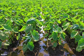 “福鼎槟榔芋”密植覆膜高产栽培技术，看看这5大方面要点图片