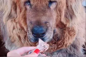女子徒手喂藏獒吃肉，汪也是求生欲满满：见识过母老虎的厉害？图片