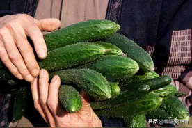 买黄瓜，挑直的还是弯的？老菜农：牢记这3点，激素黄瓜一看便知图片