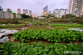 7年前南宁的地王，如今成了"菜园"，你怎么看？图片