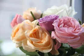 月季的详细扦插方法图片