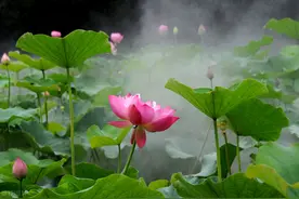 雾里看花花非花，秋霞浮梦，翡翠叠风图片