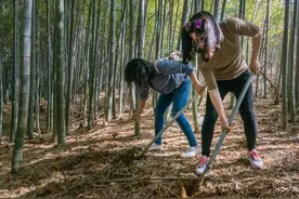 两种方法可助您根除竹子这棵大草图片