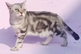 “北大猫咪图鉴”火了！“云吸猫”真爽，还是北大的！图片