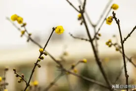 国学经典《诗经》第六讲：风·国风·卫风·巧笑倩兮，美目盼兮图片