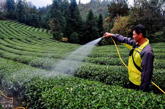 湖北的恩施是世界硒都，「恩施富硒茶」，应运而生