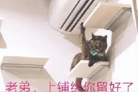我猫在向我举手致意。猫：你知道空调下面有多爽吗老弟？图片