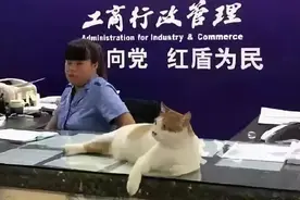 我寻思一只猫能有多成功，直到…它比我先考上公务员图片