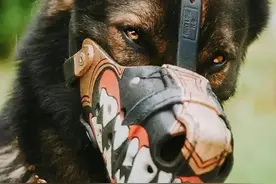 穿警服的大魔头：马犬，从小喽啰到C位的逆袭图片