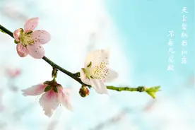 桃花能美容还漂亮，学会嫁接繁殖是关键，5分钟读懂请收藏图片
