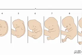 都说怀孕前三个月很重要，孕期前三个月到底要注意哪些事情？图片