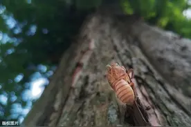四季之路——秋天的盛宴——昆虫记（五）图片