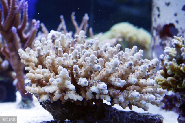 饲养珊瑚鱼缸需要注意CNP的比例吗？