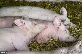 夏季青饲料喂猪亚硝酸盐中毒时有发生，到底是怎么回事，如何防控图片