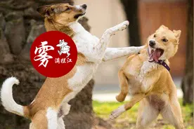 《论持久战》：如何战胜比你强的人图片
