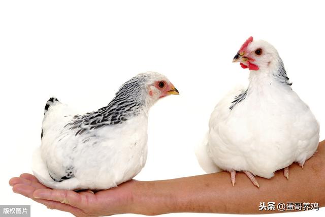 的小鸡皮肤小窍门