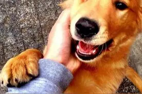 “无攻击性”的7种狗狗，特别适合家养，脾气超好图片