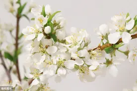 待度过斜风冷雨，春暖便在眼前图片