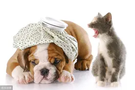 你家小可爱也时常出现拉稀、呕吐现象？达哥教你如何解决图片