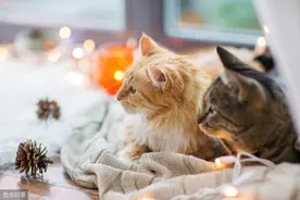 比利时现首例宠物猫新冠病毒检测呈阳性图片