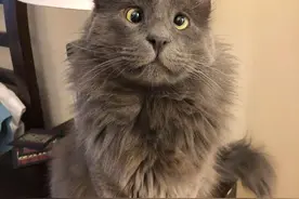 日常困惑小猫咪会“斗鸡眼” ，吸引网友关注，获得千元众筹图片