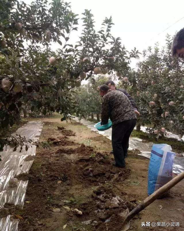 这份苹果管理周年施肥建议方案比较全面，果农们可以收藏备用