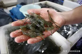 以前农村河里泛滥，油炸下酒最香，能给母猪催奶，现在一斤卖50图片