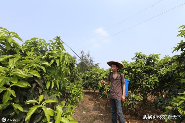 钼肥是微肥但作用大，作用虽大但别乱用，种地用它咱得先了解这些