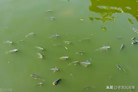 入侵我国泛滥成灾，吃粪便就能活，臭水沟中常见，真正的垃圾鱼图片