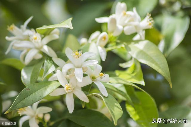 柑橘为什么容易出现中微量元素缺乏？ 怎样矫治柑橘缺素症呢？