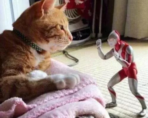 自从猫咪有奥特曼陪伴后，变得异常活跃，看到相处模式主人舒服了