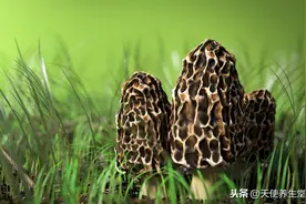 健康抖起来，陕西铜川珍稀 “羊肚菌” 成功培植上市！图片