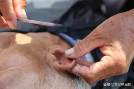 农村7旬老人身怀“美容绝技”5块包剃头剃鼻毛修耳朵，让人爽图片