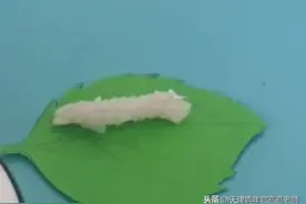 陪孩子做实验|蚕宝宝实验图片