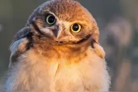 将萌进行到底，史上最萌最可爱的小猫头鹰快来抱走图片