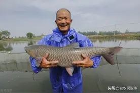 4大家鱼之一，可长150斤，口中藏有“石头”，能做首饰，价格千元图片