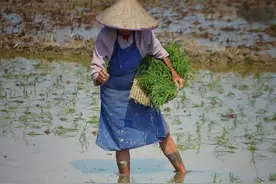 《悯农》的作者李绅竟然是这样的人！我们都被他骗了！图片