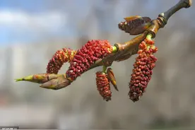 现如今在农村杨絮满天飞，杨絮有什么利用价值呢？有什么危害吗？图片