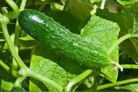 黄瓜带刺，越扎人越好？瓜农：这样的黄瓜水分多，下次别挑错了图片