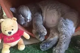 女子养了只猫咪，竟胖到连树都爬不上去了：喂激素长大的吧图片