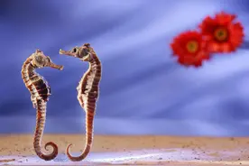 海马为什么要雄性生宝宝？图片