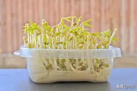在家种豆芽，一把豆子一个罐子，7天收一茬，随种随吃，安全放心图片