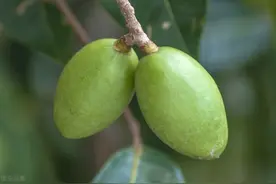 小孩子咽喉红肿、疼痛，咳嗽，喝碗潮汕的汤，化痰生津，好喝又香图片