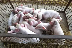 猪场兽药的“扛把子”，母猪、仔猪、肥猪都得用，你会用吗？图片