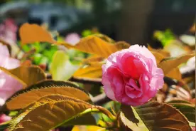 春光无限好，花开正当时图片