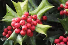 湖北宜昌：景观植物枸骨树 挂满红色果实图片