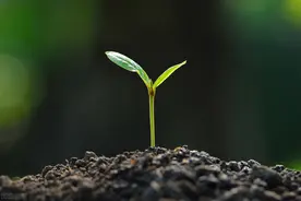 受精卵形成（人体受孕）的神秘全过程图片