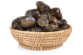 田螺吃什么食物、养殖时需要注意的事项与管理方法有哪些图片