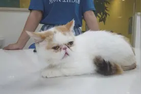 加菲难产，医生表示剖腹不一定能成功，喵：生个娃娃这么复杂吗图片