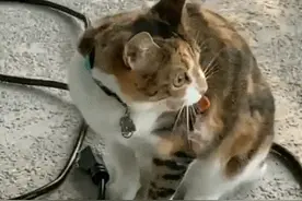 猫嘴上挂着只壁虎，猫：唇钉，没见过吗？壁虎：你今天必须吃了我图片